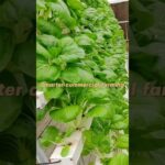 A-Frame NFT Hydroponic System for Efficient Commercial Leafy Green Farming #hydroponicsystem