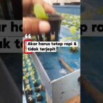 Beginilah cara saya pindah tanam bibit pakcoy  ke rak NFT🌱
