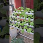 Cara semai, pindah tanam dan panen sawi caisim di Hidroponik NFT. #gardening #hidroponik #sawi