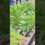 Consistency Pays Off! Fresh Harvest from Our NFT Hydroponic Garden