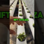 DIFERENCIA ENTRE SISTEMA NFT Y DFT #hidroponía #nft #dft