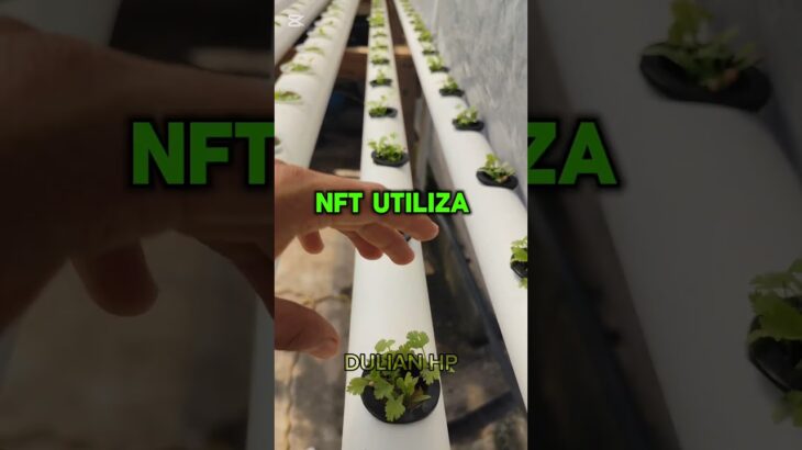 DIFERENCIA ENTRE SISTEMA NFT Y DFT #hidroponía #nft #dft