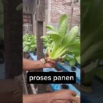 Dari Semai hingga Panen! Pakcoy 185 Gram 🌱 | Hidroponik NFT