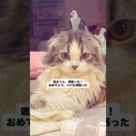 風太君FIP寛解しました😆　#猫, #cat ,#猫糖尿病 #FIP ,#奇跡　,