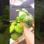 Harvesting Bok Choy From My NFT Hydroponic System #shorts #garden #growth #viral