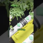 Lettuce in 14 Days With No Soil 🌱 How NFT Hydroponics Works #shorts #garden