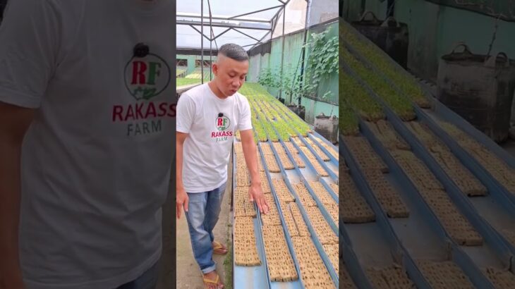 “Meja semaian benih ini nantinya akan dipindahkan ke sistem NFT