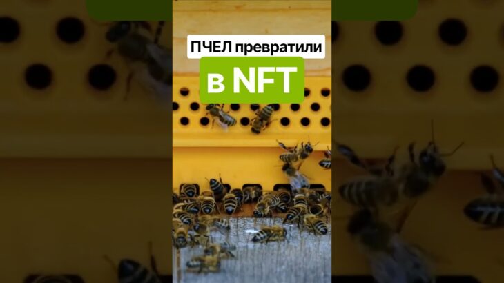 Пчел превратили в NFT! Теперь они приносят доход