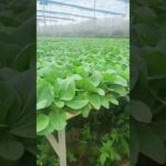 NFT hydroponic