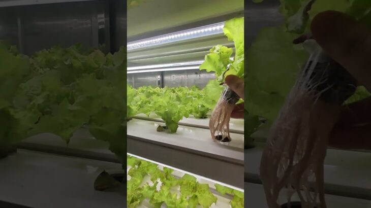 No Farmland? Grow Fresh Greens Inside an NFT Hydroponic Container  #hydroponicsystem