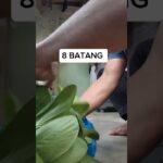 PANEN 8 BATANG 800 GRAM! Pakcoy hidroponik nft 30 Hari