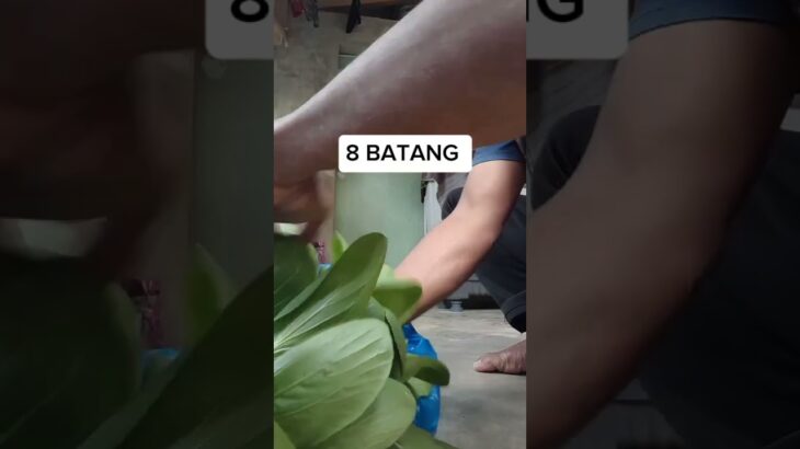 PANEN 8 BATANG 800 GRAM! Pakcoy hidroponik nft 30 Hari