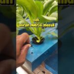 🌱Pakcoy hidroponik nft 29 hst, cek daun aliran nutrisi