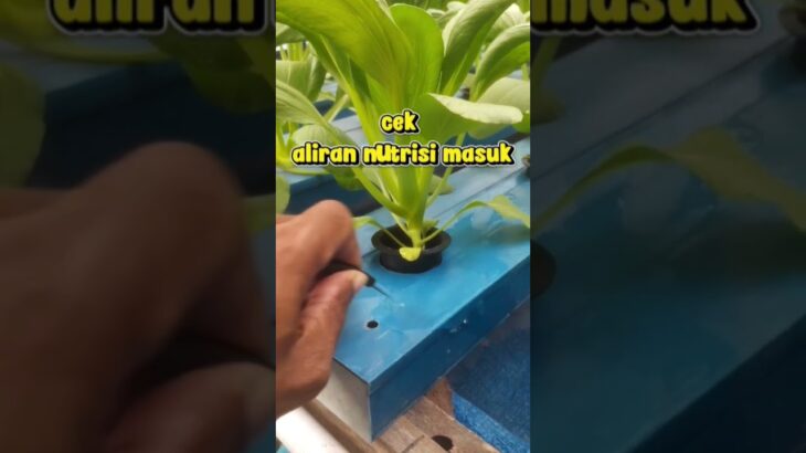 🌱Pakcoy hidroponik nft 29 hst, cek daun aliran nutrisi