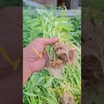 “Panen Sayur Segar dari Sistem NFT! Hasilnya Bikin Kagum 🌱🔥”