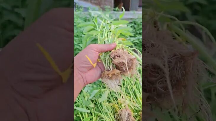 “Panen Sayur Segar dari Sistem NFT! Hasilnya Bikin Kagum 🌱🔥”