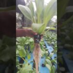 🌱Panen pakcoy hidroponik nft, hasil tanpa tanah.