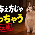 「太った？」愛猫のサイン放置で糖尿病に…猫の肥満対策とSOS