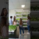 Smart Vertical NFT Hydroponic System | Modern Indoor Farming Solution
