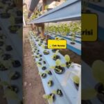 Update  : 🌱Pakcoy hidroponik NFT  di Rak Peremajaan usia 5 hst  & Cek PPM 306