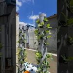aeroponic Towers #garden #aeroponics #verticalgarden #nft #dutch #hydroponics #gardening