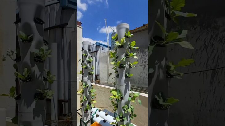 aeroponic Towers #garden #aeroponics #verticalgarden #nft #dutch #hydroponics #gardening