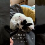 保護猫が糖尿病と子宮蓄膿症になった話 #保護猫 #猫のいる暮らし #糖尿病  #猫好きさんと繋がりたい #cat #きじしろ