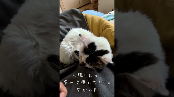 保護猫が糖尿病と子宮蓄膿症になった話 #保護猫 #猫のいる暮らし #糖尿病  #猫好きさんと繋がりたい #cat #きじしろ