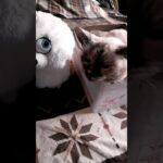 #cat #可愛い #猫#cute #ルナ#糖尿病