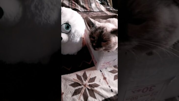 #cat #可愛い #猫#cute #ルナ#糖尿病