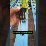 cek akar pakcoy hidroponik nft di usia 20 hari