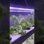 #hydroponics #polyhouse #nft