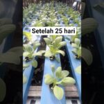 🌱pakcoy hidroponik nft  25 hst, sudah siap panen?🌱🌿