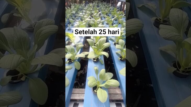 🌱pakcoy hidroponik nft  25 hst, sudah siap panen?🌱🌿