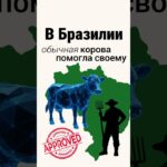 Дело было в Бразилии. #rwa #инвестиции #nft