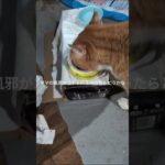 ママの風邪がコチャにうつったらどうかな？ #糖尿病網膜症 #元野良猫 #猫のいる暮らし
