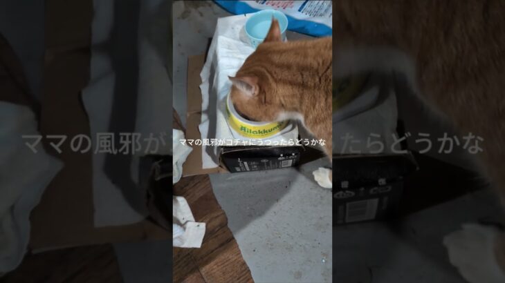 ママの風邪がコチャにうつったらどうかな？ #糖尿病網膜症 #元野良猫 #猫のいる暮らし