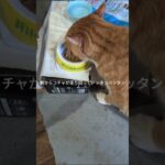コチャが朝からドッタンバッタンあっち走り回って！ママ起きたよ #糖尿病網膜症 #元野良猫 #猫のいる暮らし