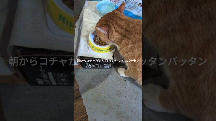 コチャが朝からドッタンバッタンあっち走り回って！ママ起きたよ #糖尿病網膜症 #元野良猫 #猫のいる暮らし