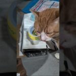 風邪もまあまあ良くなり！働かなきゃね～。 #糖尿病網膜症 #元野良猫 #猫のいる暮らし