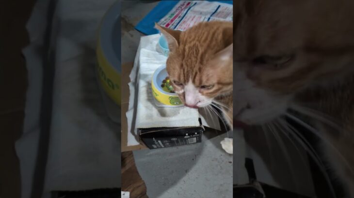 風邪もまあまあ良くなり！働かなきゃね～。 #糖尿病網膜症 #元野良猫 #猫のいる暮らし