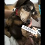 眠い眠いねむーい #シニア犬 #老犬 #犬 #糖尿病 #老健介護 #認知症 #グル活 #愛犬 #犬のいる生活 #老犬介護 #ハイシニア犬 #犬 #犬と暮らす