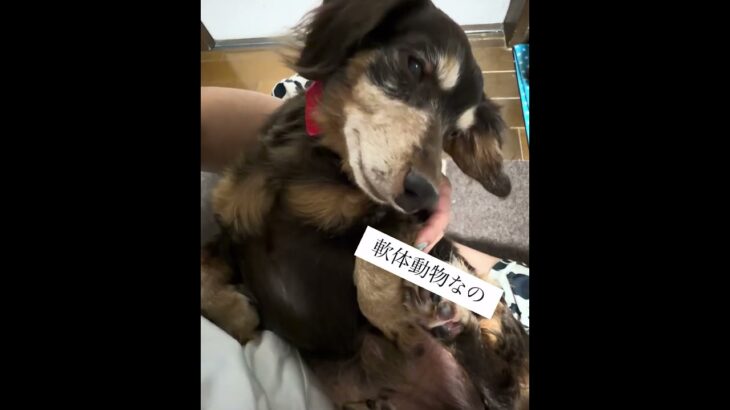 眠い眠いねむーい #シニア犬 #老犬 #犬 #糖尿病 #老健介護 #認知症 #グル活 #愛犬 #犬のいる生活 #老犬介護 #ハイシニア犬 #犬 #犬と暮らす