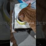 コチャが吐くのは腹ペコペコだからかな？ #糖尿病網膜症 #元野良猫 #猫のいる暮らし