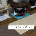 認知症挟まる #シニア犬 #犬 #老犬 #糖尿病 #認知症 #グル活 #老健介護 #愛犬 #犬のいる生活 #老犬介護