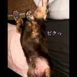 #シニア犬 #犬 #老犬 #糖尿病 #認知症 #グル活  #愛犬 #犬のいる生活 #老犬介護 #ヘソ天 #犬 #犬のいる暮らし