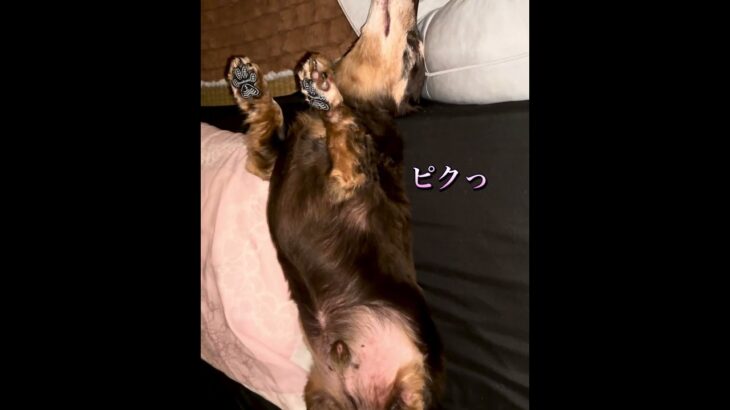 #シニア犬 #犬 #老犬 #糖尿病 #認知症 #グル活  #愛犬 #犬のいる生活 #老犬介護 #ヘソ天 #犬 #犬のいる暮らし