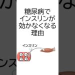 [国試]  なぜ糖尿病では筋肉でインスリンが効かなくなるのか？