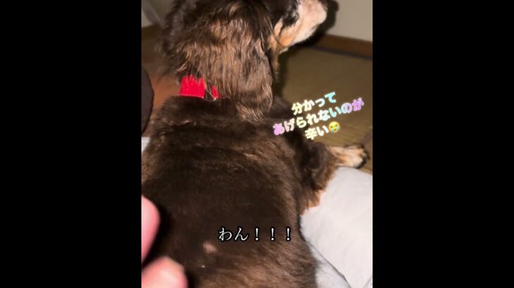 深夜のカラオケ大会 #犬 #シニア犬 #老犬 #糖尿病 #認知症 #グル活 #愛犬 #犬のいる生活 #老犬介護