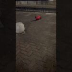 #認知症#老犬#糖尿病シニア犬